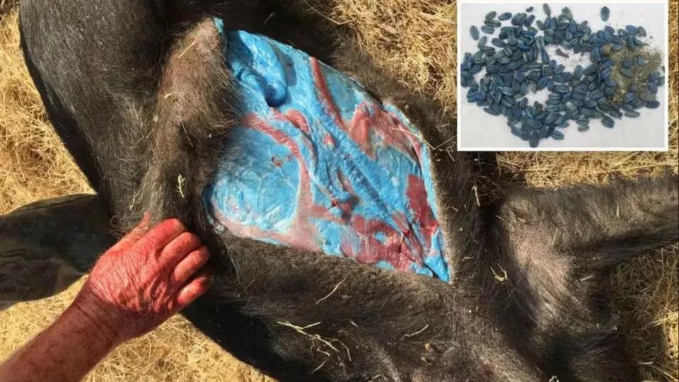 Javaporcos com carne azul neon geram alerta na Califórnia